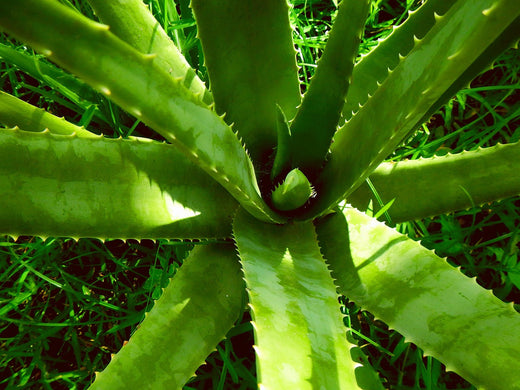 The Importance of Aloe Vera in the Environment  Alogenic Certified Organic Aloe  Vera Australia