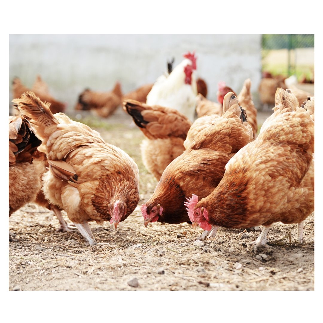 Can Chickens Eat Aloe Vera Alogenic Certified Organic Aloe Vera hot-crispy-aloe-vera-poori-indian-cooking-manual