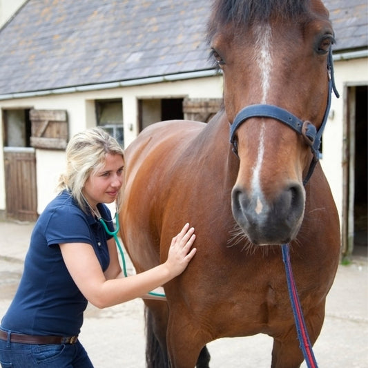Gastric Ulcers in Horses