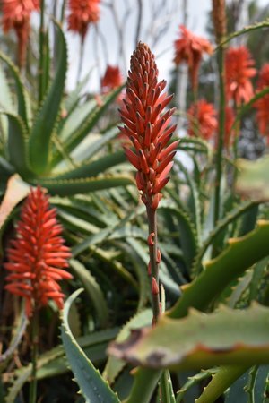 The Plant of Immortality - Alogenic