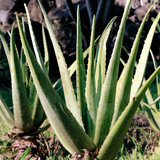 Organic Aloe Vera Plant Pack (Medicinal) (3 x Small & Medium Size) & 1 Litre Bio-fertilizer