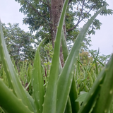 Organic Aloe Vera Plant Pack (Medicinal) (3 x Small & Medium Size) & 1 Litre Bio-fertilizer