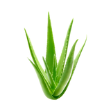 Organic Aloe Vera Plant Pack (Medicinal) (3 x Small & Medium Size) & 1 Litre Bio-fertilizer