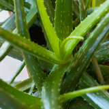 Organic Aloe Vera Plant Pack (Medicinal) (3 x Small & Medium Size) & 1 Litre Bio-fertilizer