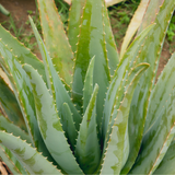 Organic Aloe Vera Plant Pack (Medicinal) (3 x Small & Medium Size) & 1 Litre Bio-fertilizer