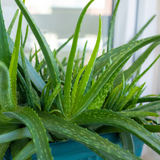 Organic Aloe Vera Plant Pack (Medicinal) (3 x Small & Medium Size) & 1 Litre Bio-fertilizer