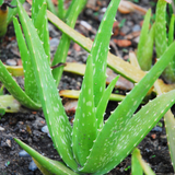 Organic Aloe Vera Plant Pack (Medicinal) (3 x Small & Medium Size) & 1 Litre Bio-fertilizer