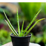 Organic Aloe Vera Plant Pack (Medicinal) (3 x Small & Medium Size) & 1 Litre Bio-fertilizer