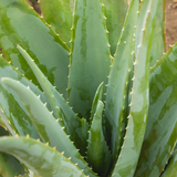 Organic Aloe Vera Plant Pack (Medicinal) (3 x Small & Medium Size) & 1 Litre Bio-fertilizer