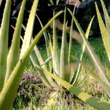 Organic Aloe Vera Plant Pack (Medicinal) (3 x Small & Medium Size) & 1 Litre Bio-fertilizer