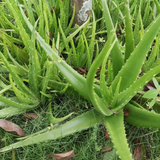 Organic Aloe Vera Plant Pack (Medicinal) (3 x Small & Medium Size) & 1 Litre Bio-fertilizer