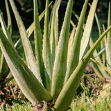 Organic Aloe Vera Plant Pack (Medicinal) (3 x Small & Medium Size) & 1 Litre Bio-fertilizer