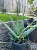 Fresh Aloe Vera 100% Pure Inner Leaf Gel Fillets
