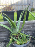 Organic Aloe Vera Plant Pack (Medicinal) (1 x Large & Extra Large) & 1 Litre Bio-fertilizer