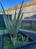Organic Aloe Vera Plant Pack (Medicinal) (1 x Large & Extra Large) & 1 Litre Bio-fertilizer