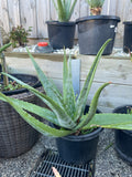 Organic Aloe Vera Plant Pack (Medicinal) (1 x Large & Extra Large) & 1 Litre Bio-fertilizer