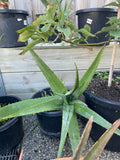 Organic Aloe Vera Plant Pack (Medicinal) (1 x Large & Extra Large) & 1 Litre Bio-fertilizer