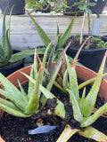 Organic Aloe Vera Plant Pack (Medicinal) (1 x Large & Extra Large) & 1 Litre Bio-fertilizer