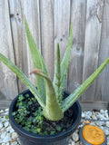 Organic Aloe Vera Plant Pack (Medicinal) (1 x Large & Extra Large) & 1 Litre Bio-fertilizer