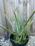 Fresh Aloe Vera 100% Pure Inner Leaf Gel Fillets