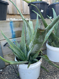 Organic Aloe Vera Plant Pack (Medicinal) (1 x Large & Extra Large) & 1 Litre Bio-fertilizer