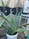 Fresh Aloe Vera 100% Pure Inner Leaf Gel Fillets