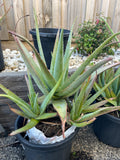 Organic Aloe Vera Plant Pack (Medicinal) (1 x Large & Extra Large) & 1 Litre Bio-fertilizer