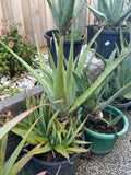 Fresh Aloe Vera 100% Pure Inner Leaf Gel Fillets