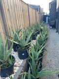 Organic Aloe Vera Plant Pack (Medicinal) (1 x Large & Extra Large) & 1 Litre Bio-fertilizer