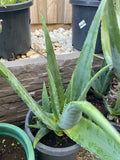 Fresh Aloe Vera 100% Pure Inner Leaf Gel Fillets