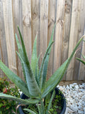 Organic Aloe Vera Plant Pack (Medicinal) (1 x Large & Extra Large) & 1 Litre Bio-fertilizer