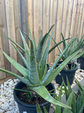 Organic Aloe Vera Plant Pack (Medicinal) (1 x Large & Extra Large) & 1 Litre Bio-fertilizer