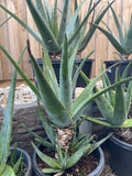 Organic Aloe Vera Plant Pack (Medicinal) (1 x Large & Extra Large) & 1 Litre Bio-fertilizer