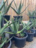Organic Aloe Vera Plant Pack (Medicinal) (1 x Large & Extra Large) & 1 Litre Bio-fertilizer