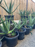 Organic Aloe Vera Plant Pack (Medicinal) (1 x Large & Extra Large) & 1 Litre Bio-fertilizer