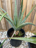 Organic Aloe Vera Plant Pack (Medicinal) (1 x Large & Extra Large) & 1 Litre Bio-fertilizer