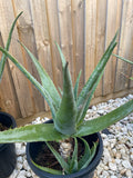 Organic Aloe Vera Plant Pack (Medicinal) (1 x Large & Extra Large) & 1 Litre Bio-fertilizer