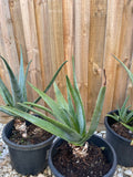 Organic Aloe Vera Plant Pack (Medicinal) (1 x Large & Extra Large) & 1 Litre Bio-fertilizer