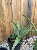 Organic Aloe Vera Plant Pack (Medicinal) (1 x Large & Extra Large) & 1 Litre Bio-fertilizer
