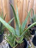 Organic Aloe Vera Plant Pack (Medicinal) (1 x Large & Extra Large) & 1 Litre Bio-fertilizer