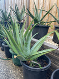 Organic Aloe Vera Plant Pack (Medicinal) (1 x Large & Extra Large) & 1 Litre Bio-fertilizer