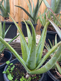 Organic Aloe Vera Plant Pack (Medicinal) (1 x Large & Extra Large) & 1 Litre Bio-fertilizer