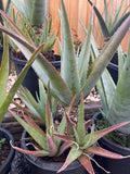 Organic Aloe Vera Plant Pack (Medicinal) (1 x Large & Extra Large) & 1 Litre Bio-fertilizer