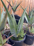 Organic Aloe Vera Plant Pack (Medicinal) (1 x Large & Extra Large) & 1 Litre Bio-fertilizer