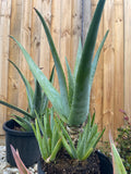 Organic Aloe Vera Plant Pack (Medicinal) (1 x Large & Extra Large) & 1 Litre Bio-fertilizer
