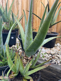 Organic Aloe Vera Plant Pack (Medicinal) (1 x Large & Extra Large) & 1 Litre Bio-fertilizer
