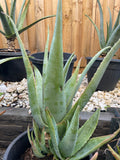 Organic Aloe Vera Plant Pack (Medicinal) (1 x Large & Extra Large) & 1 Litre Bio-fertilizer
