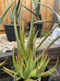 Organic Aloe Vera Plant Pack (Medicinal) (1 x Large & Extra Large) & 1 Litre Bio-fertilizer