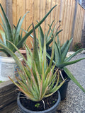 Organic Aloe Vera Plant Pack (Medicinal) (1 x Large & Extra Large) & 1 Litre Bio-fertilizer