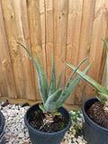 Organic Aloe Vera Plant Pack (Medicinal) (1 x Large & Extra Large) & 1 Litre Bio-fertilizer